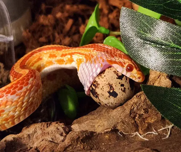 Benefits of Fangs in Corn Snakes