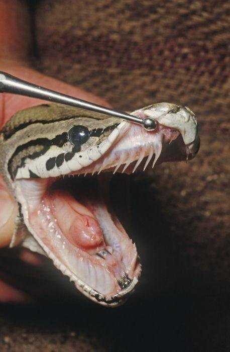 Do Corn Snakes Have Fangs?