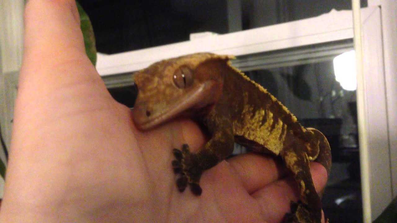 Do crested geckos bite