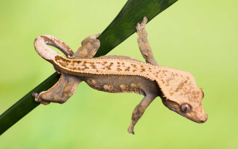 The Natural Behavior of Crested Geckos
