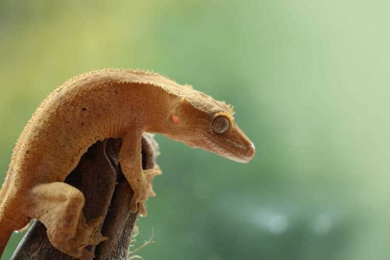Do Crested Geckos Enjoy Being Held?