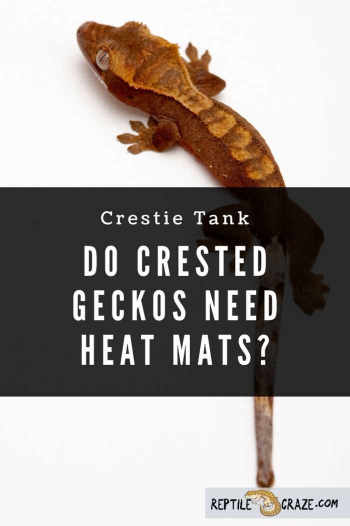 Do crested geckos need a heat lamp