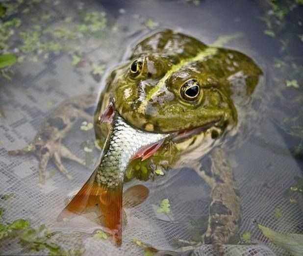 Fish Species that Prey on Frogs