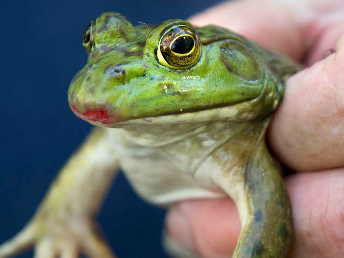 Frog Eyelids and Blinking