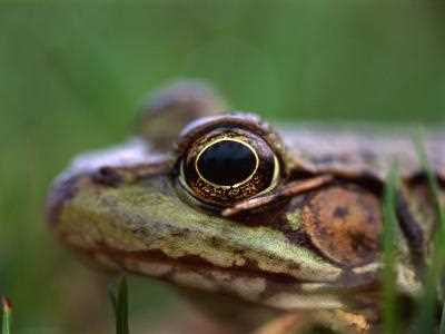 The Blinking Habits of Frogs