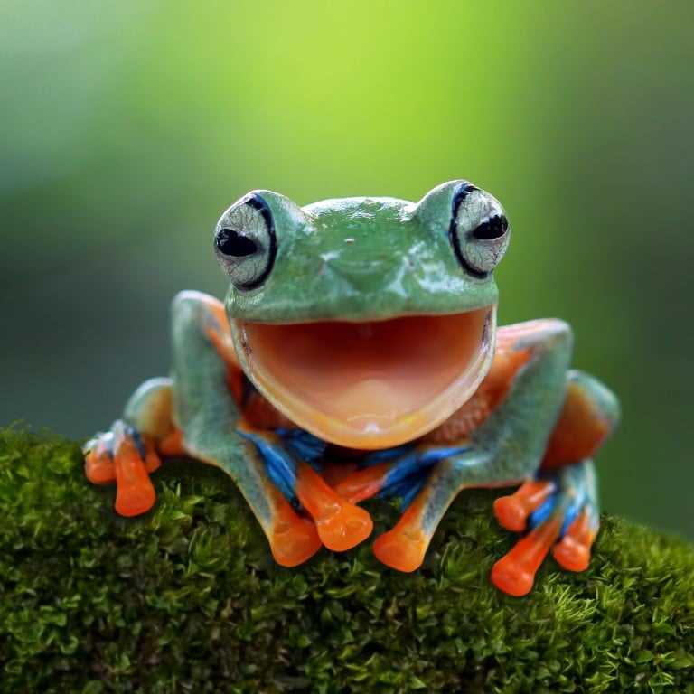 Do frogs blink