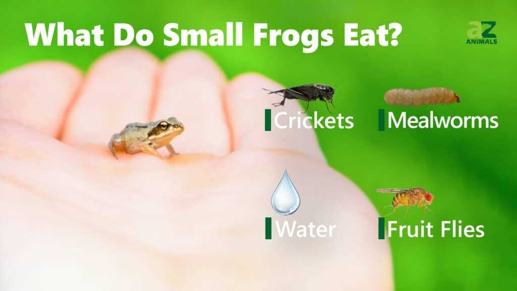 Common Misconceptions about Frog's Diet