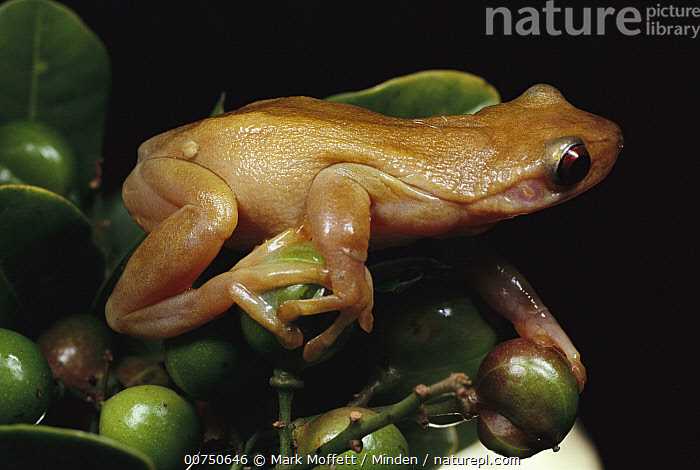 Are Frogs Natural Fruit Eaters?