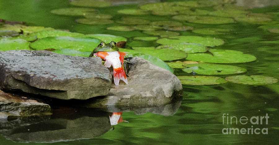 Can Frogs Eat Goldfish?