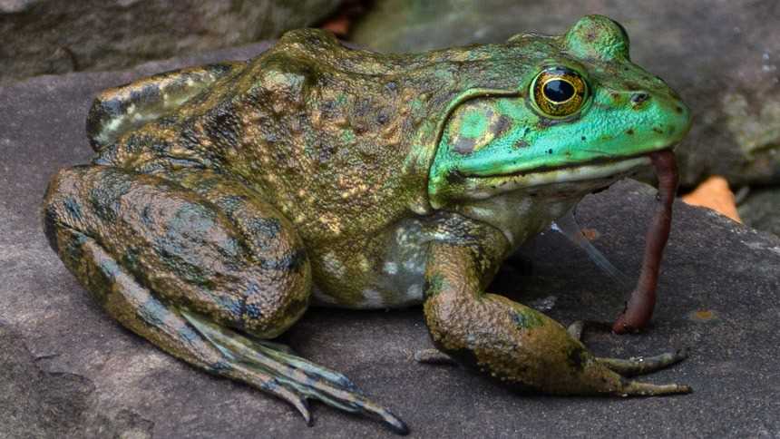 Consequences for Frog Populations