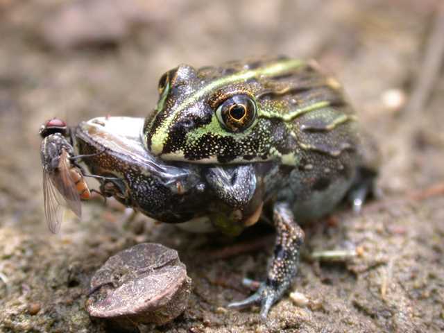Frogs as Omnivores