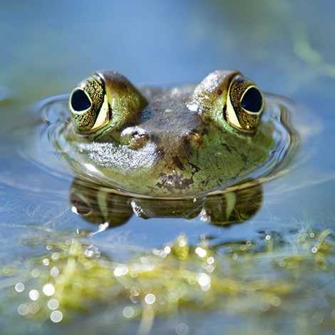 The Importance of Plants in Frogs' Nutrition