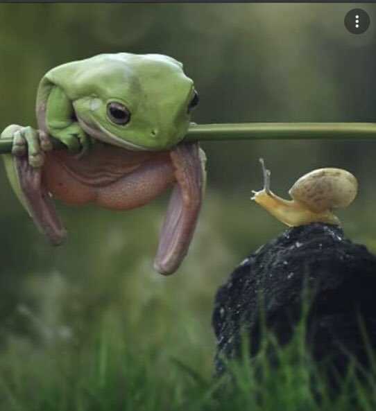 1. Know What Frogs Eat