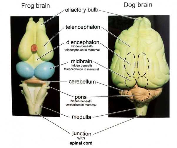 Do frogs have brains