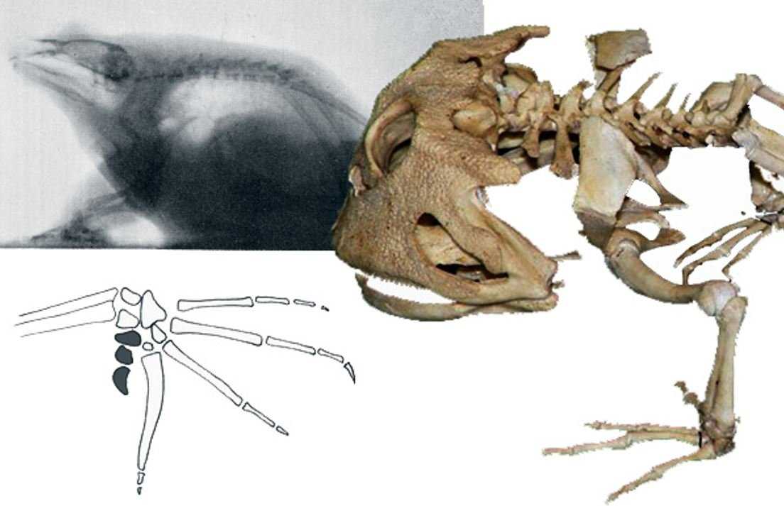 Function of Ribs in Frogs