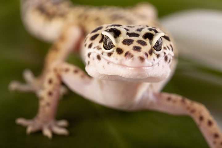 Do geckos bite hurt