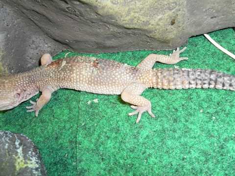 Do geckos hibernate