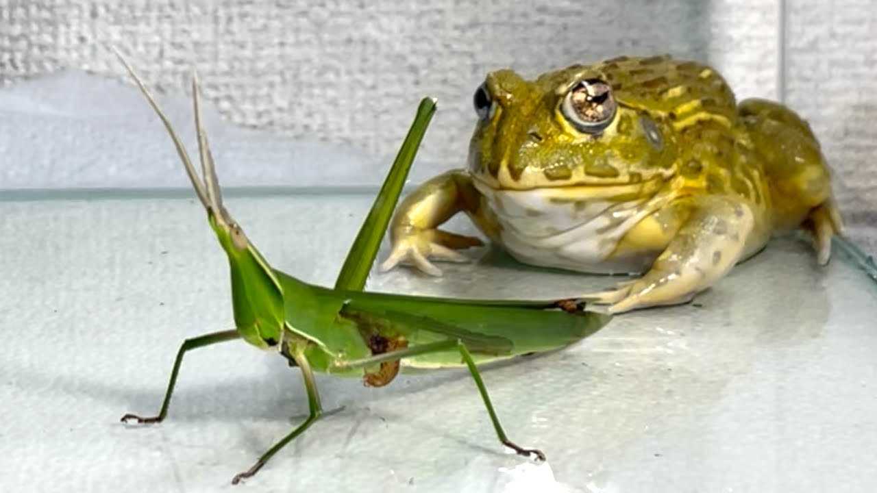 The Impact on Frog Populations