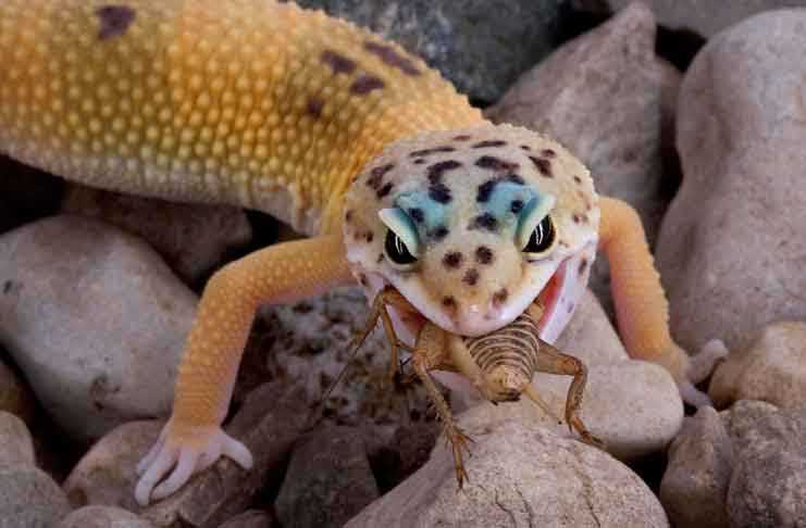 Building Trust and Establishing a Bond with Your Leopard Geckos
