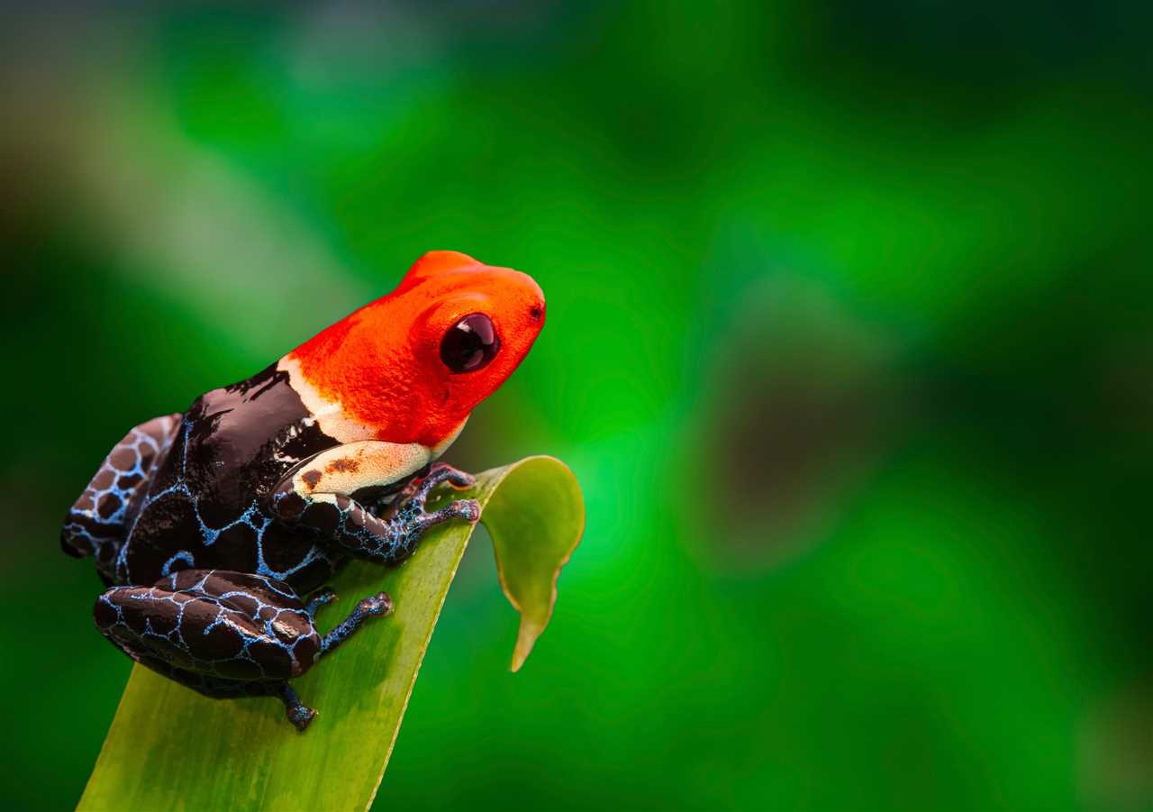 Feeding Habits of Poison Dart Frogs in the Amazon Rainforest