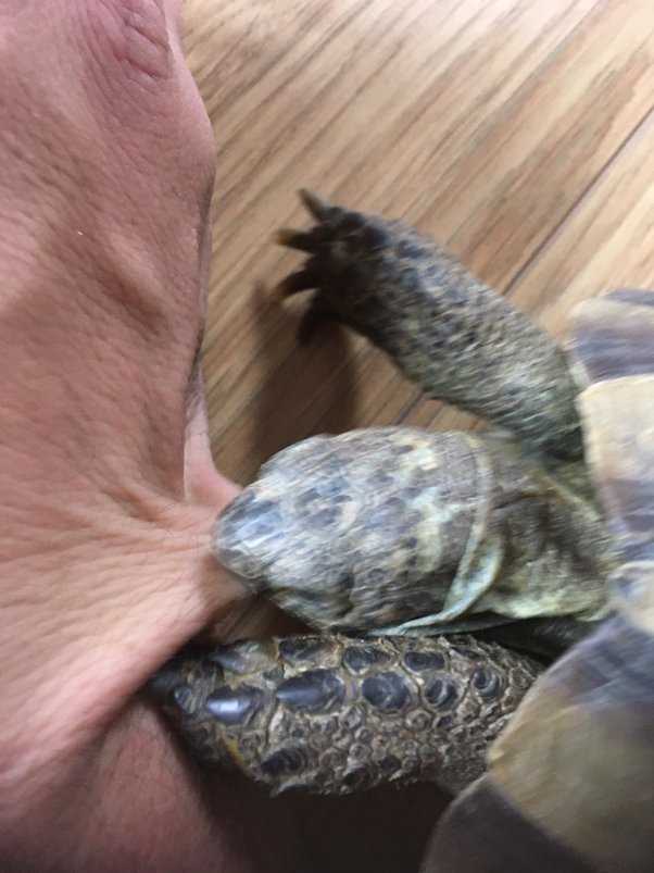 Why Do Russian Tortoises Bite?
