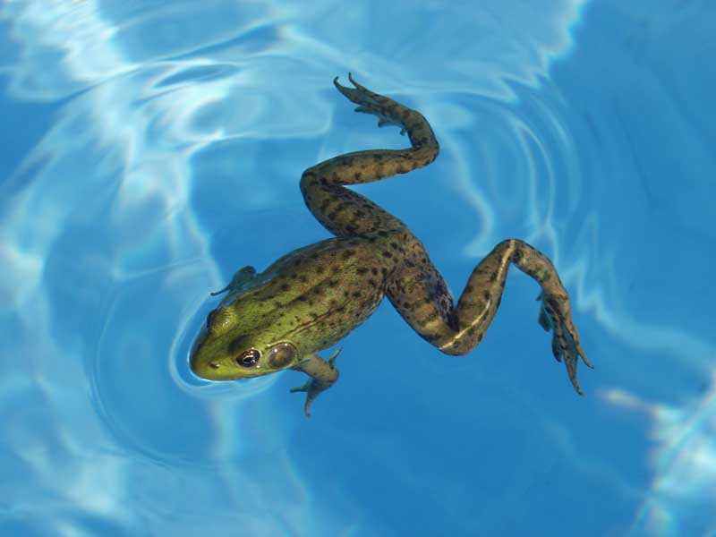 Can Salt Kill Frogs?