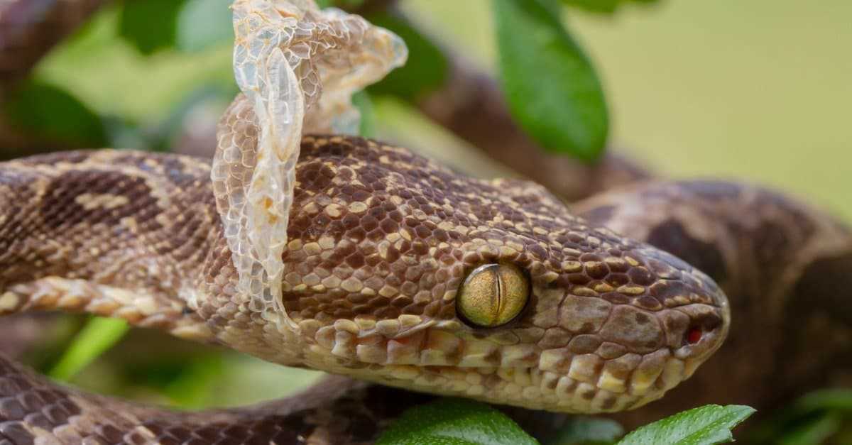 Possible Reasons Why Snakes Don't Eat Shed Skin