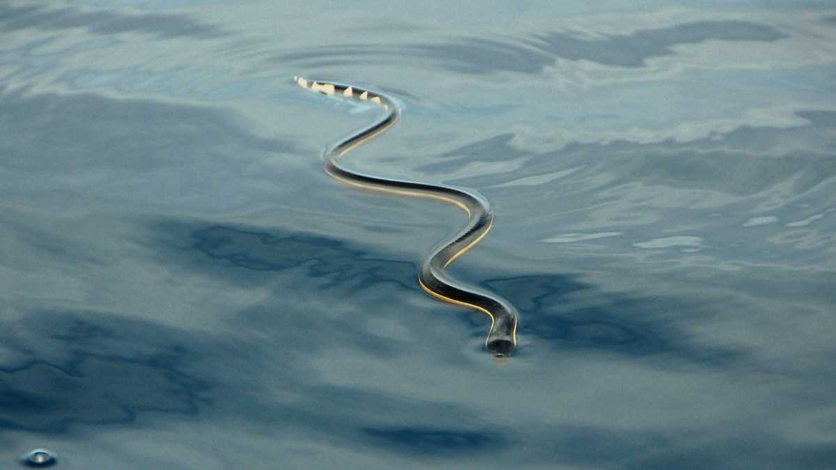 The Vital Need for Water in Snakes