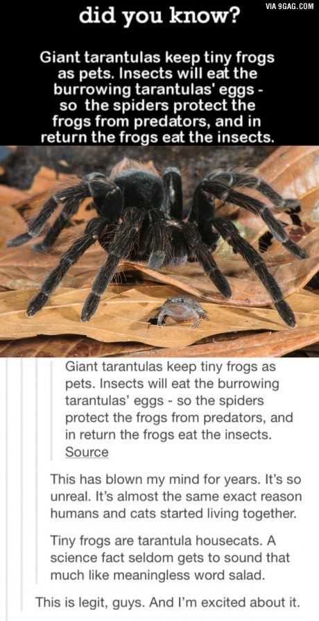 Advice for Those Interested in Housing Tarantulas and Frogs Together