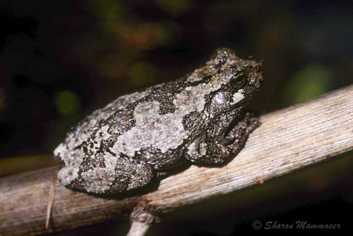 The Role of Camouflage in Tree Frog Survival