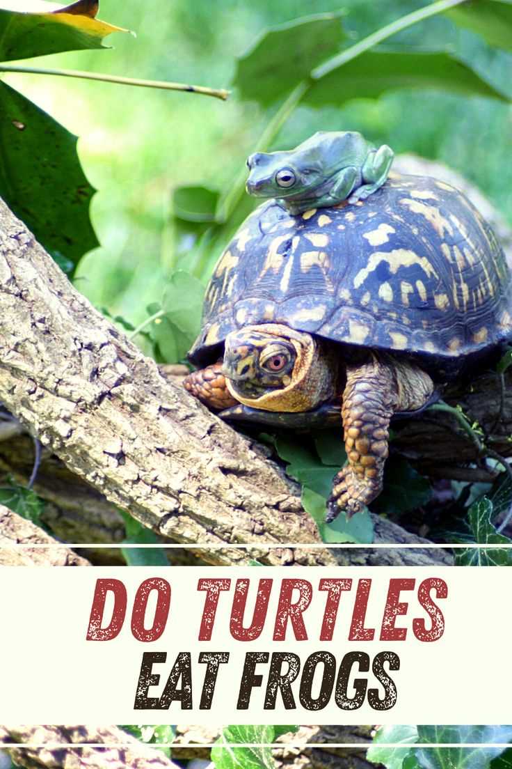 Why is knowing what turtles eat important?