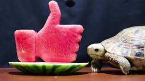 Do turtles eat watermelon