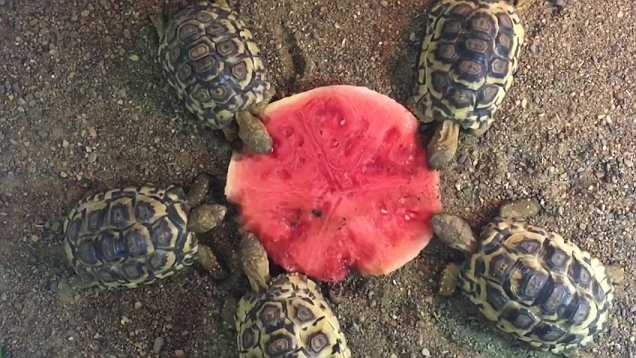 Healthy and Balanced Options for Turtle Diets