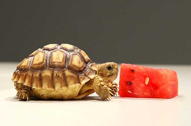 Do Turtles Eat Watermelon?