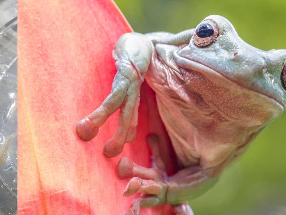 Tips for Providing UVB Lighting to Whites Tree Frogs