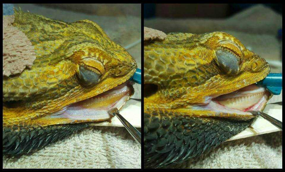 How Bearded Dragon Teeth Differ from Other Lizards