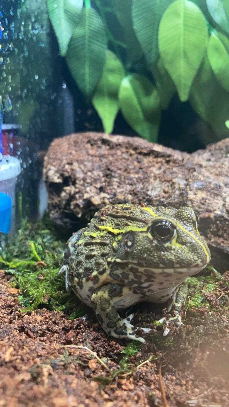 Does Petsmart sell frogs?
