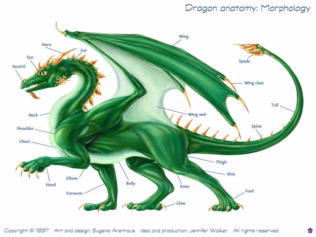 Anatomy of Dragon Ears