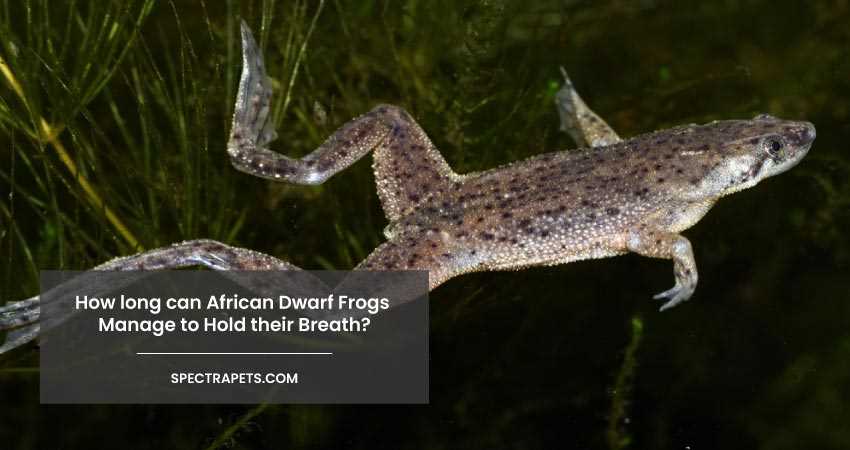Physiological Adaptations for Extended Breath Holding in African Dwarf Frogs