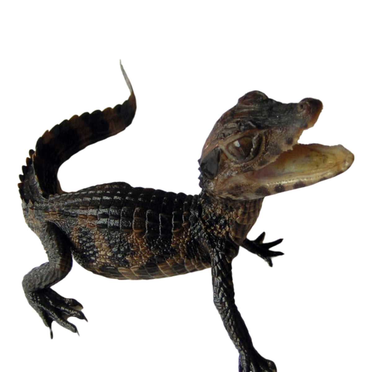 Why the Dwarf Caiman Makes a Great Pet