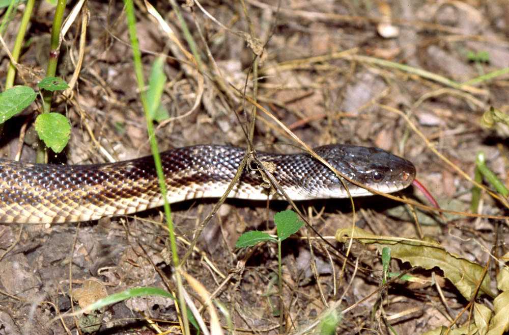 Habitat of the East Texas Rat Snake