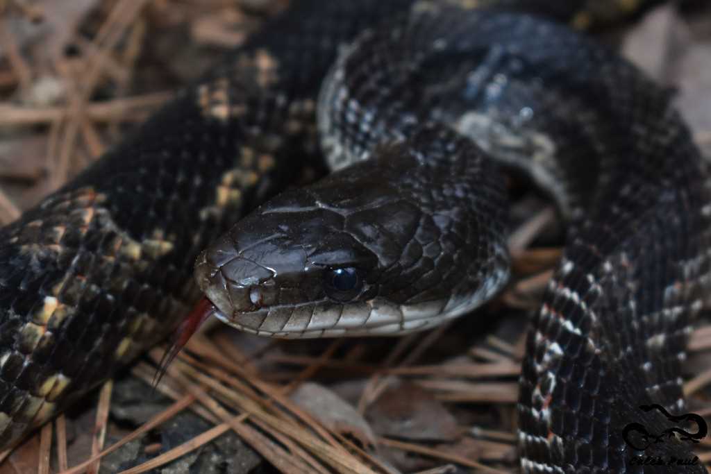 East texas rat snake