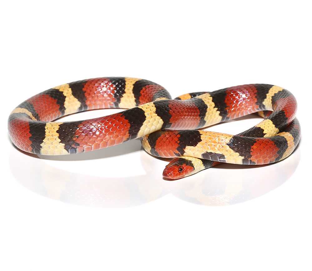 7. How long do Eastern Kingsnakes live?