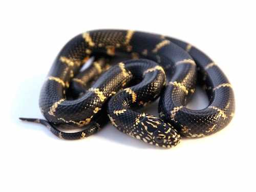 Choosing the Perfect Eastern Kingsnake