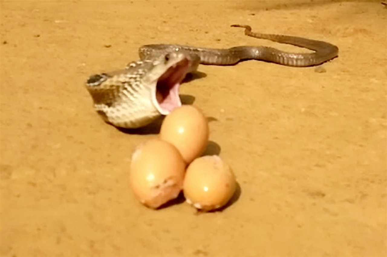 The Hunt for Snake Eggs: Unraveling the Mystery