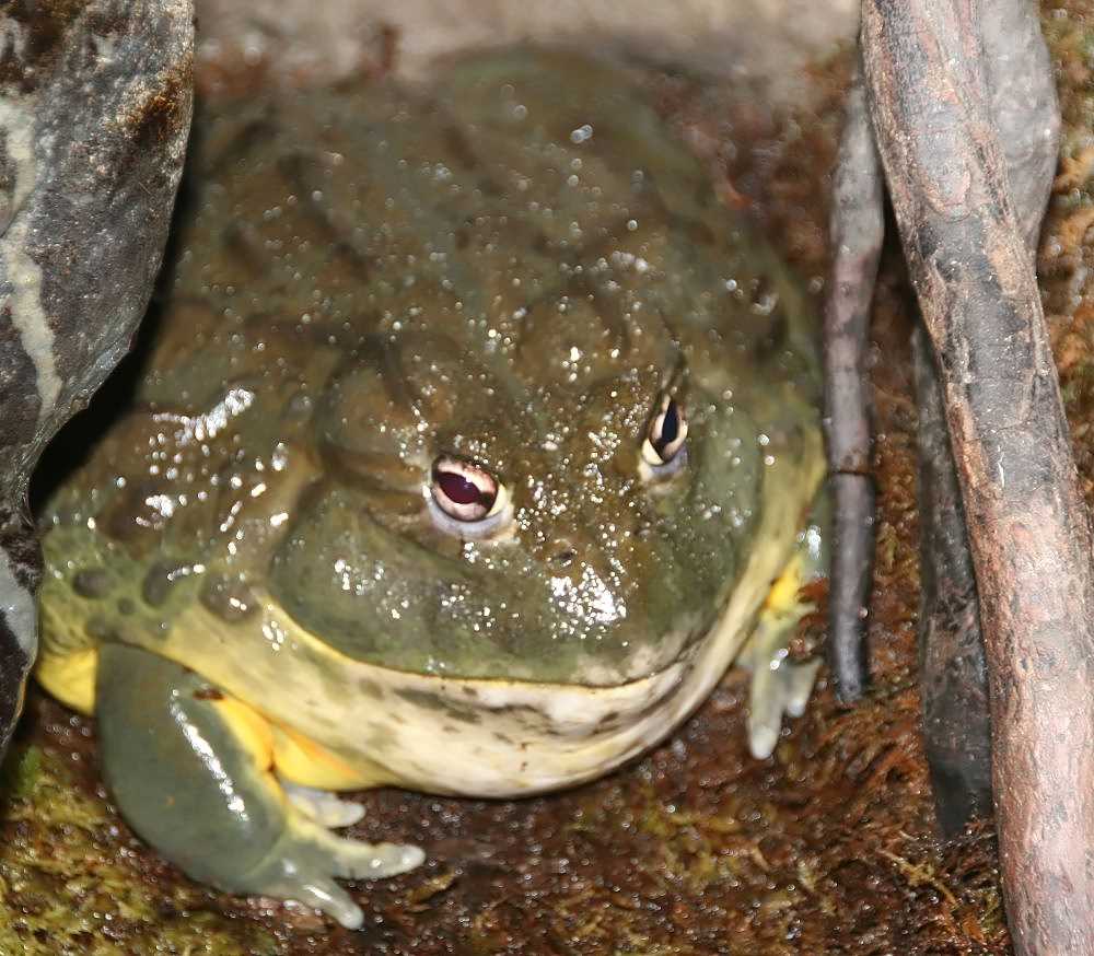 Cultural Significance of Edible Bullfrog