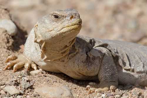 Behavior and Social Structure: Insights into the Lizard World