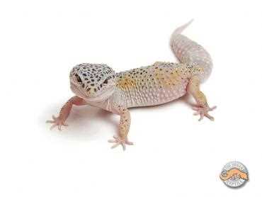 Enigma leopard gecko
