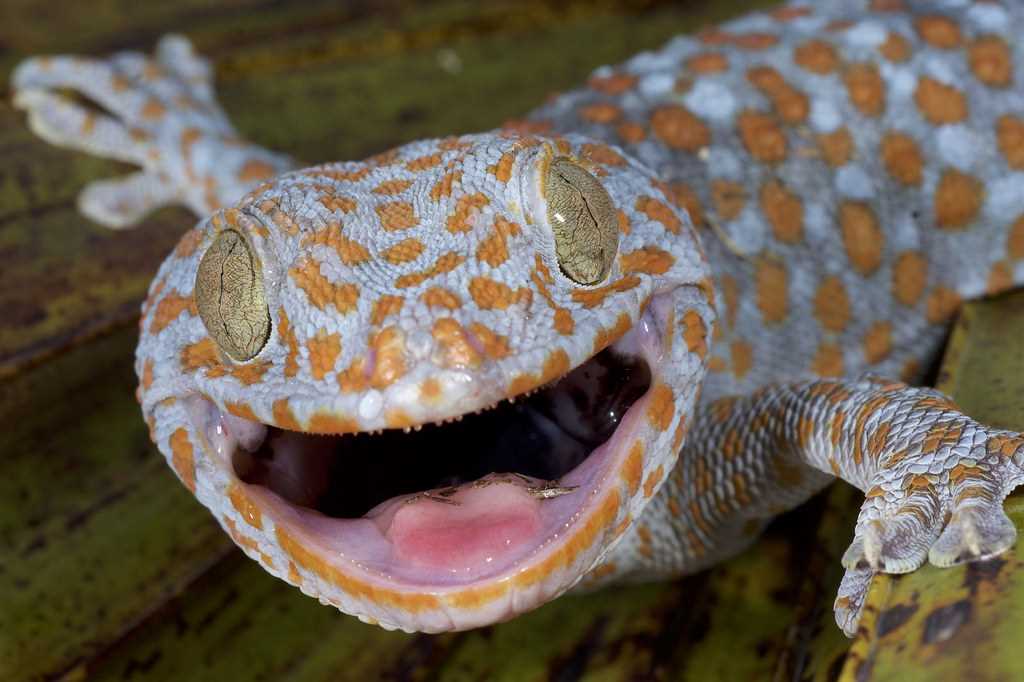 Exotic geckos
