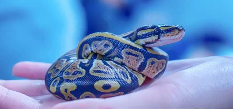Managing the Habitat of Your Exotic Pet Snake